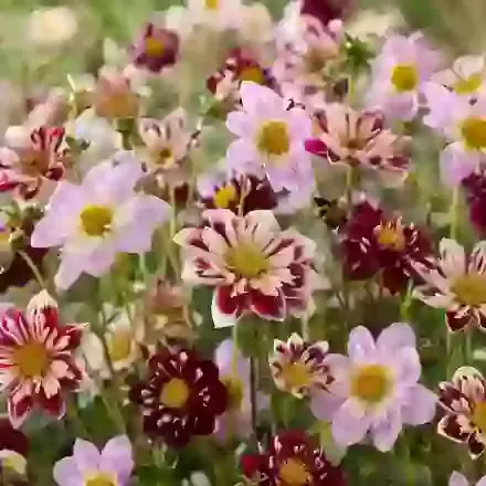 Pink & Purple Collarette Mix